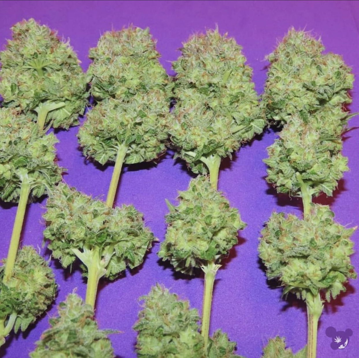 Rasta Baby CannaBlog profile banner