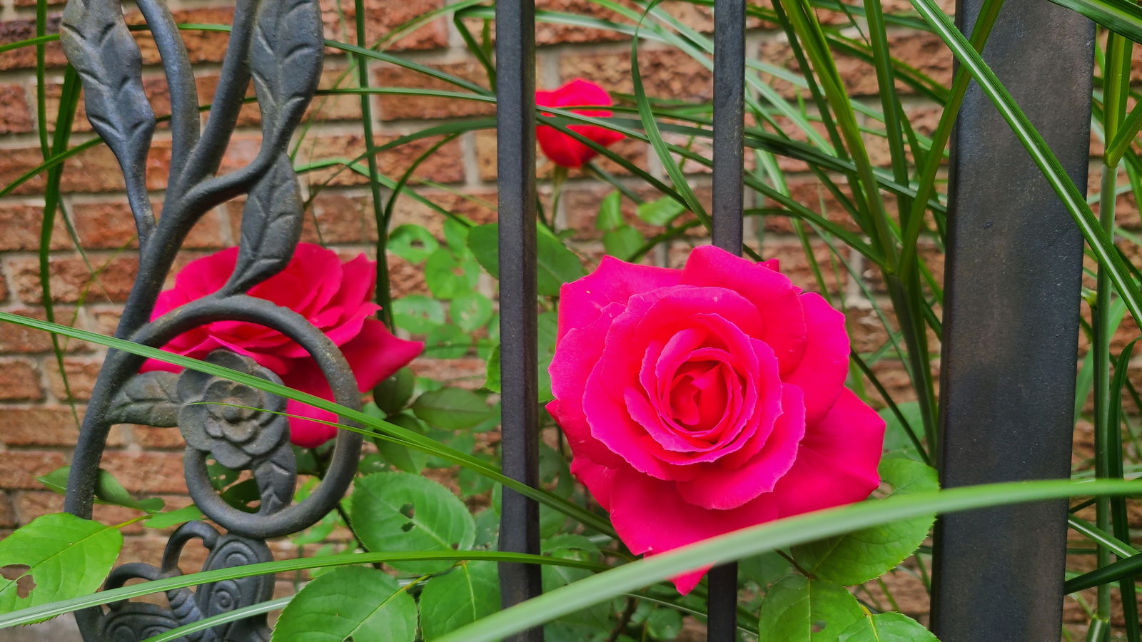Rose profile banner