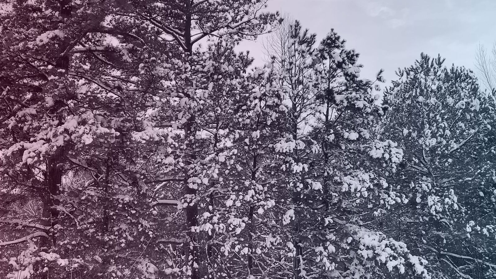 RayCastleOfficial profile banner