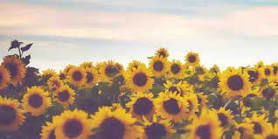 ❁ jessa furches ❁ profile banner