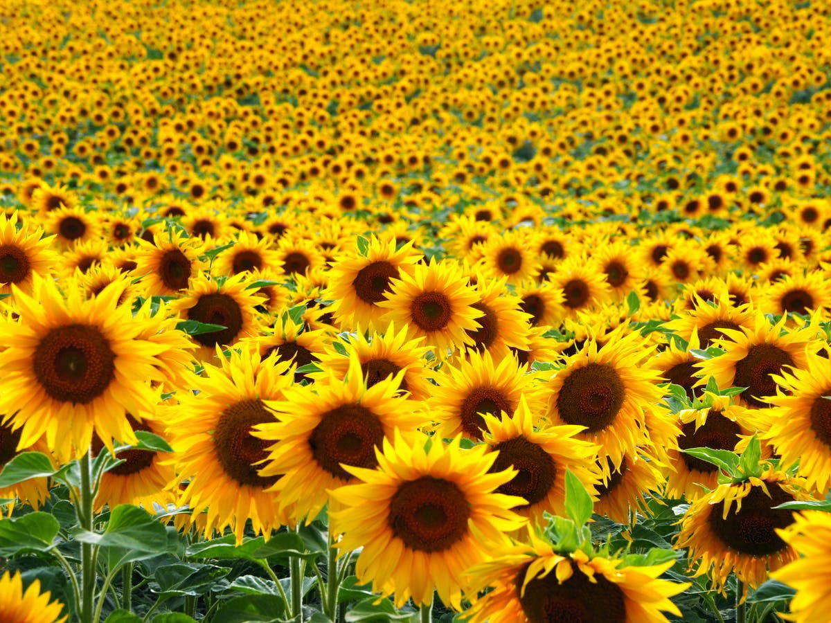 Rebeccabee profile banner