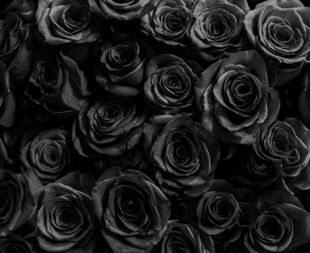 ♥️🖤 Rio vip ♥️🖤 profile banner