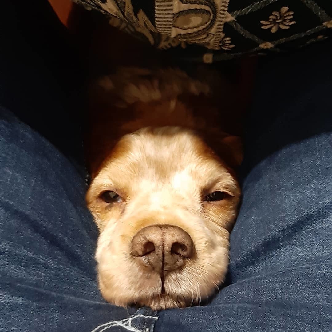 Rocco the italian doge profile banner