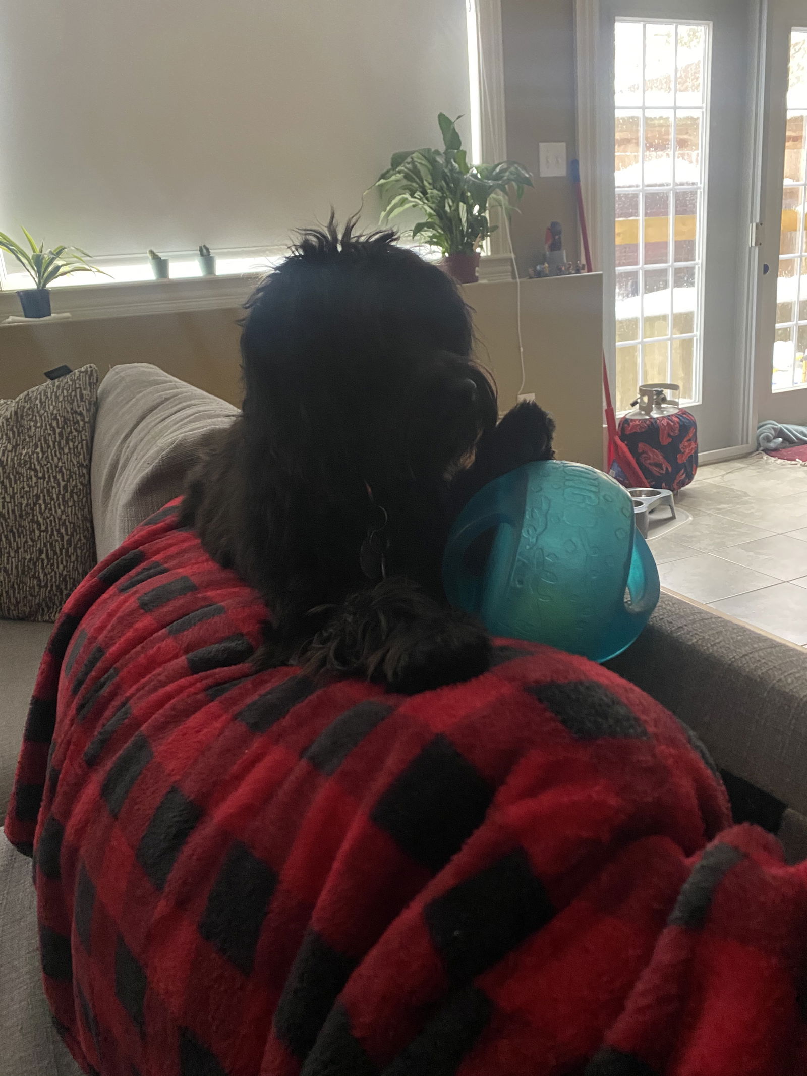Ronald Oceans Dog profile banner