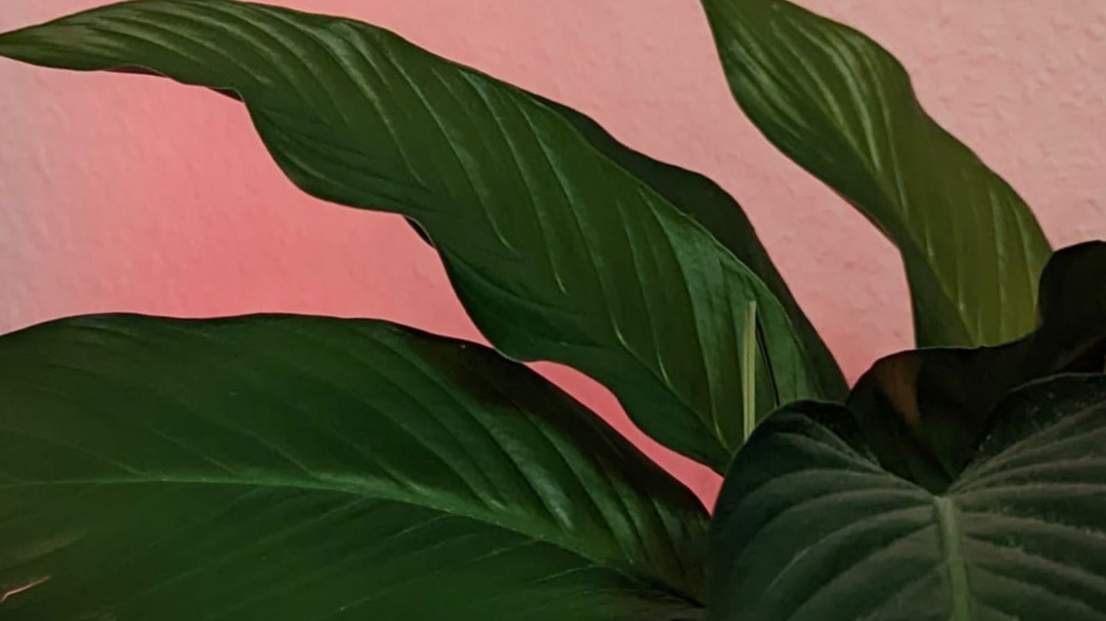 Rosa profile banner