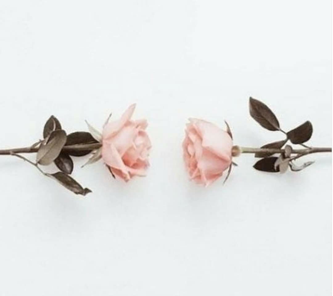 Rose🌹🌹 profile banner