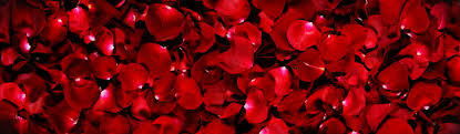 Rose Thorne profile banner