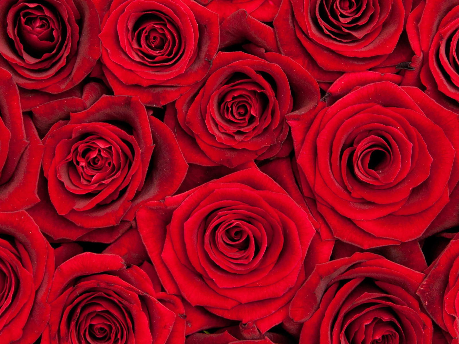 Rose profile banner
