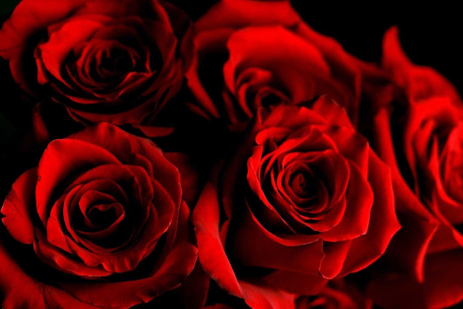 RoseRed profile banner