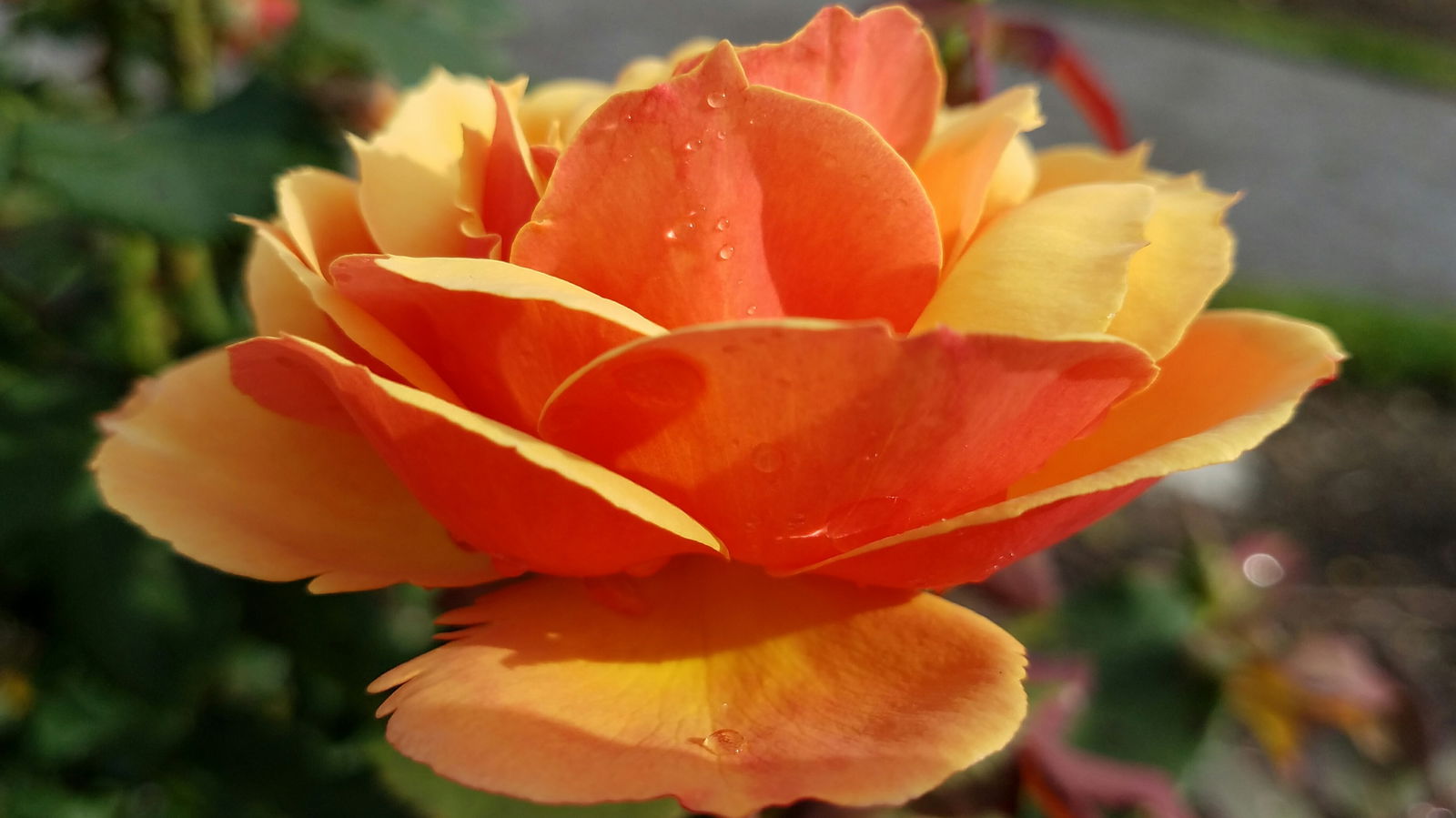 Rosi Blossom profile banner