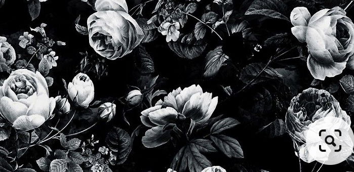 rxsie banner