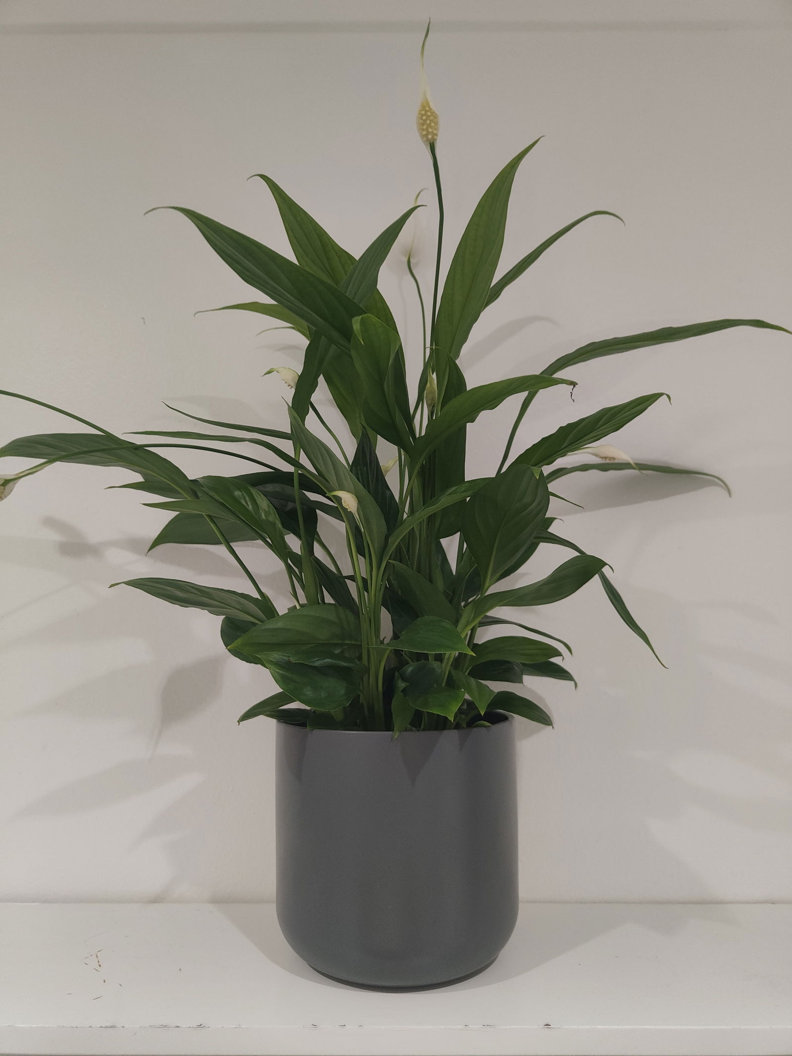 s1utty Shrubbery profile banner
