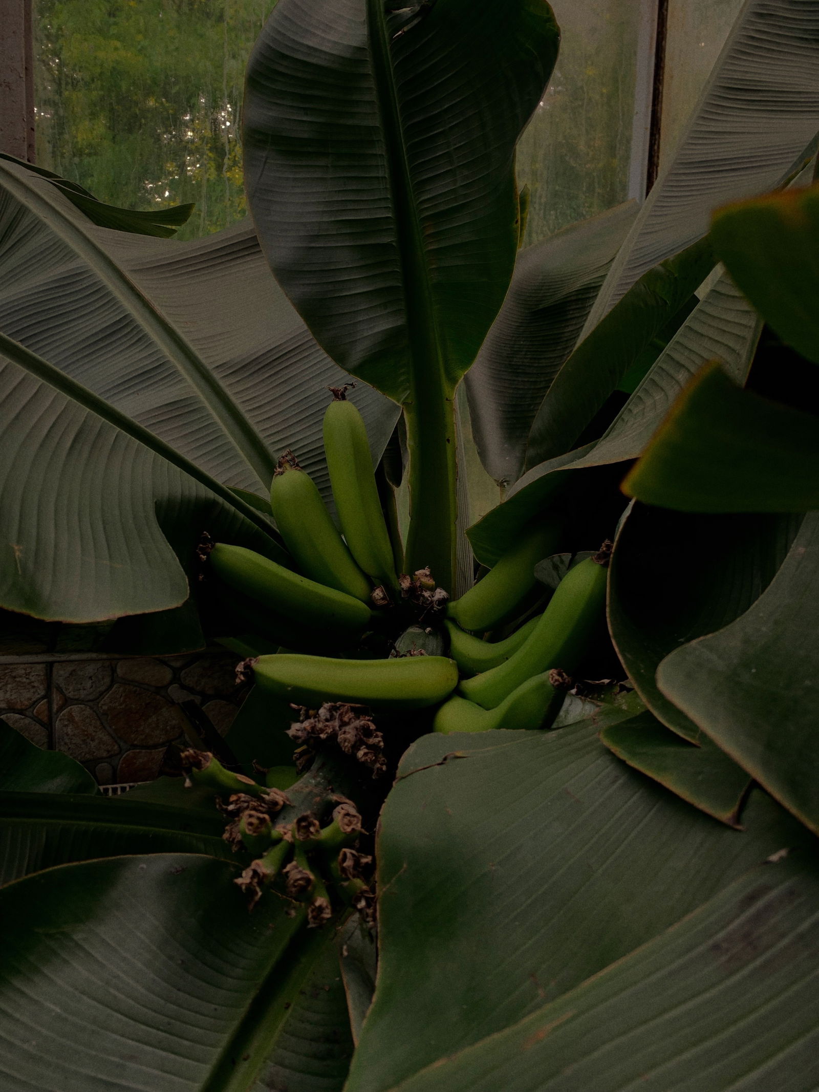 G R E E N🌿 profile banner