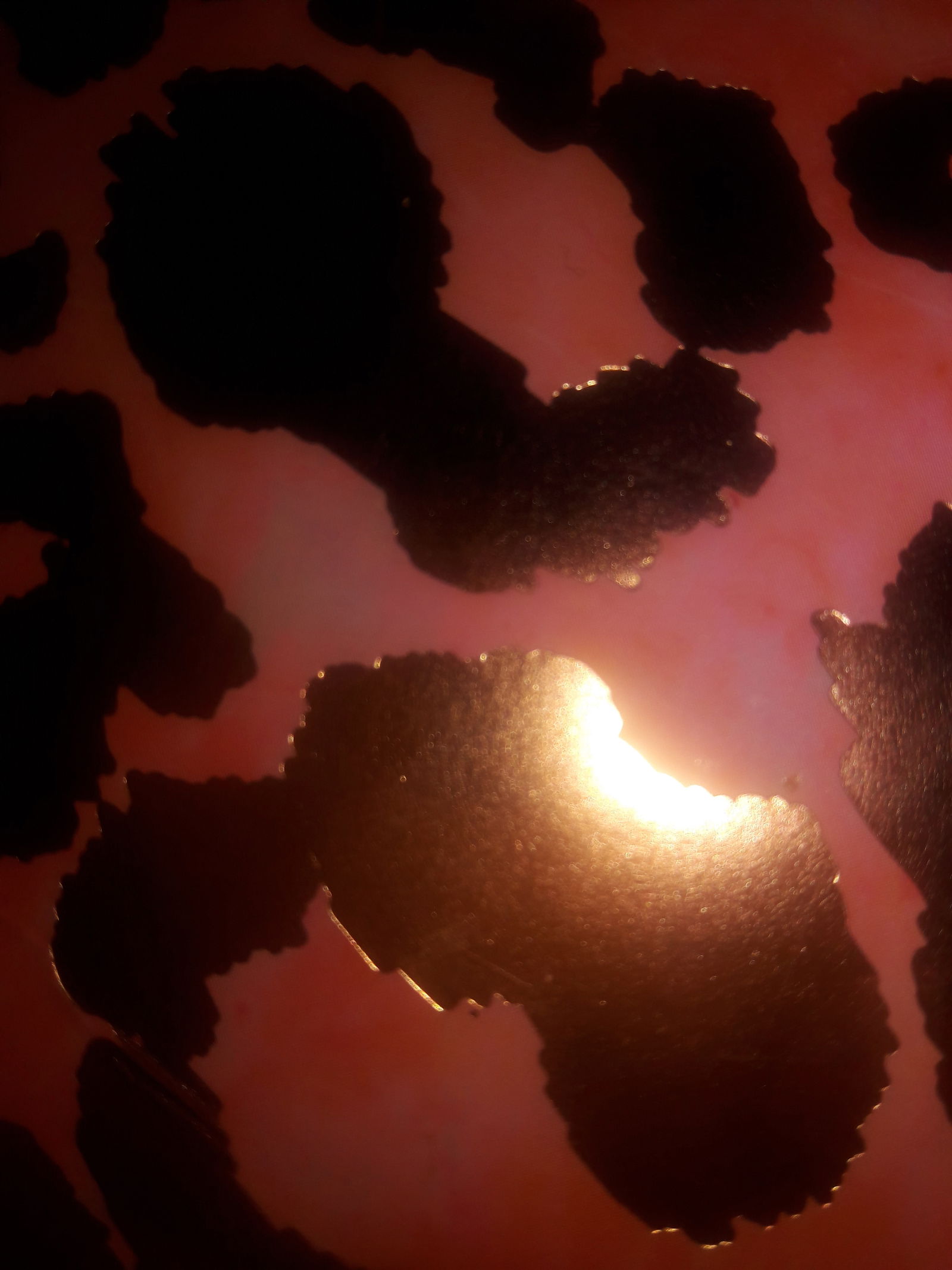 Sadies2Stoned profile banner