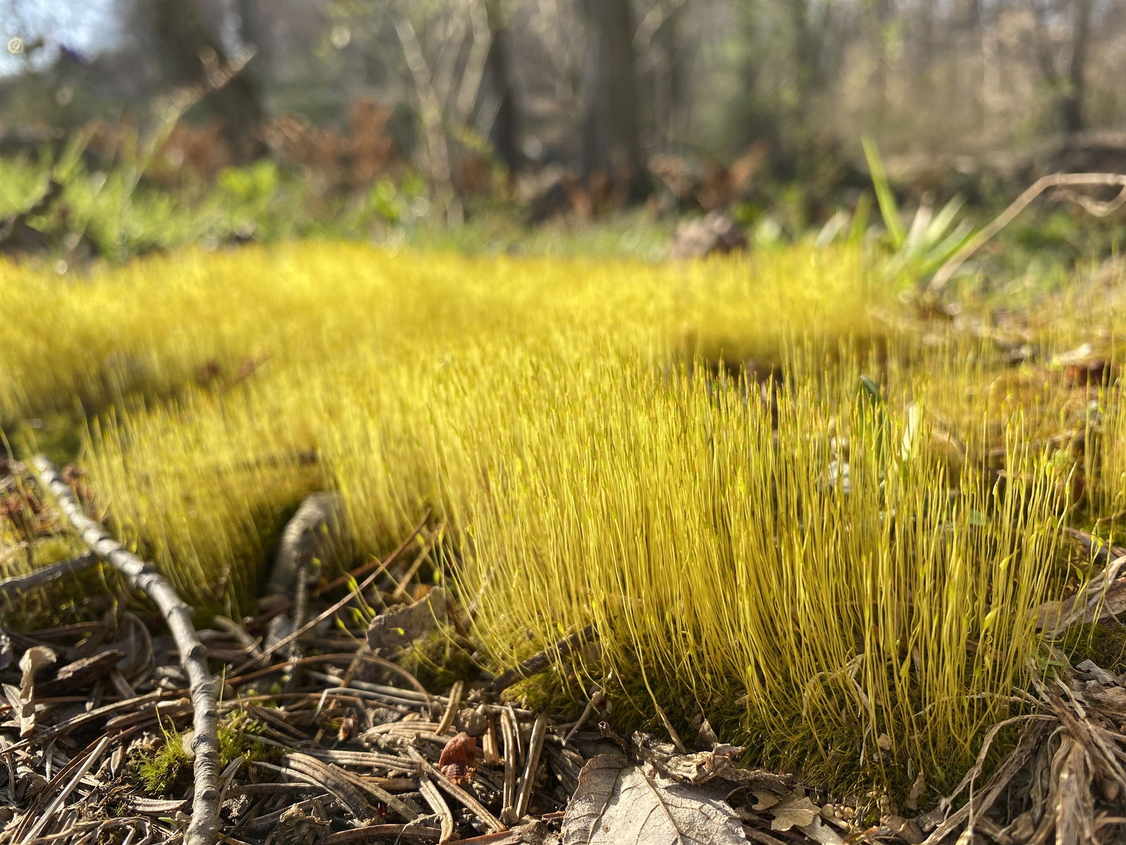 SamanthaJade profile banner