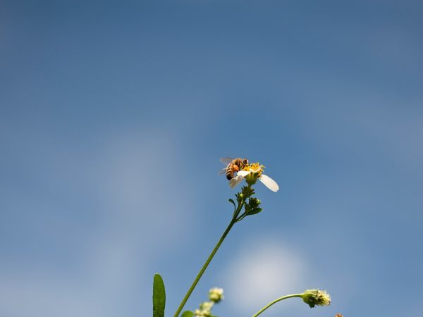 SavageBee profile banner