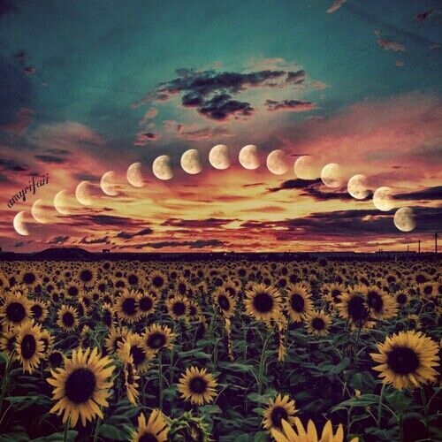 Secretlyss$FREE profile banner