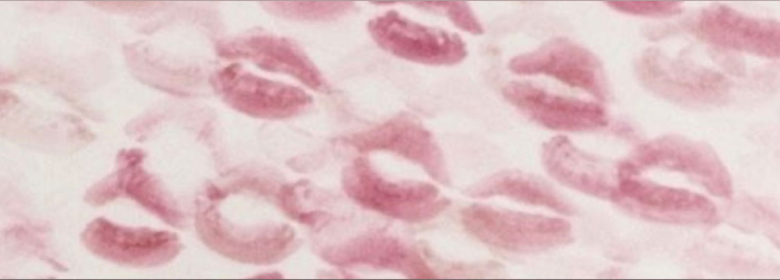 Brat π profile banner