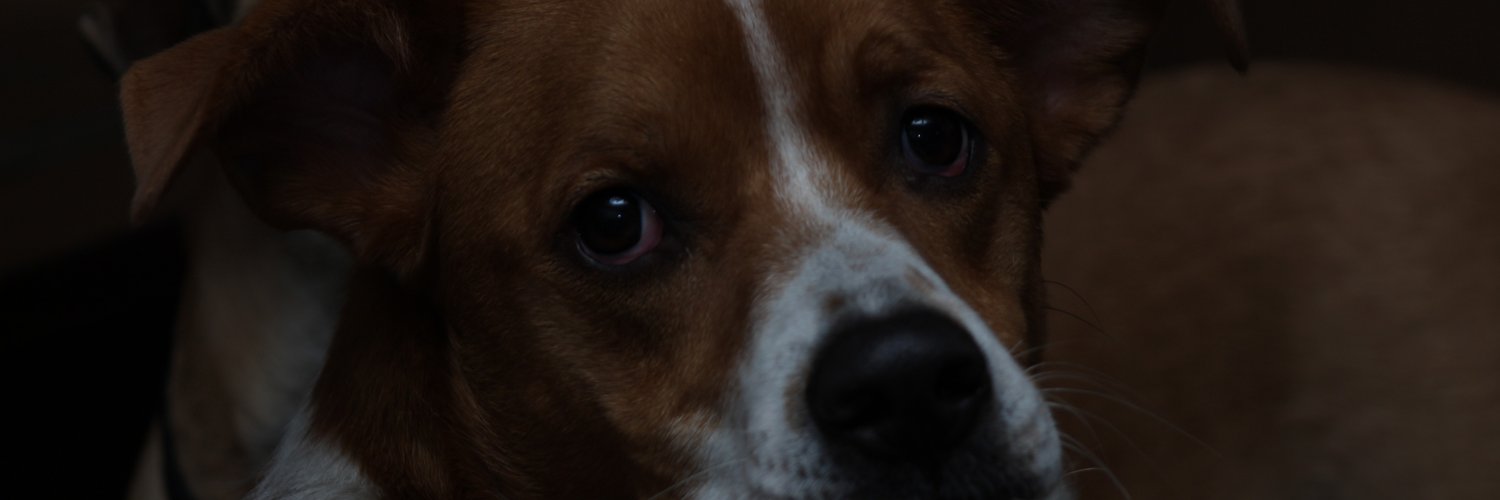 Max should be studying profile banner