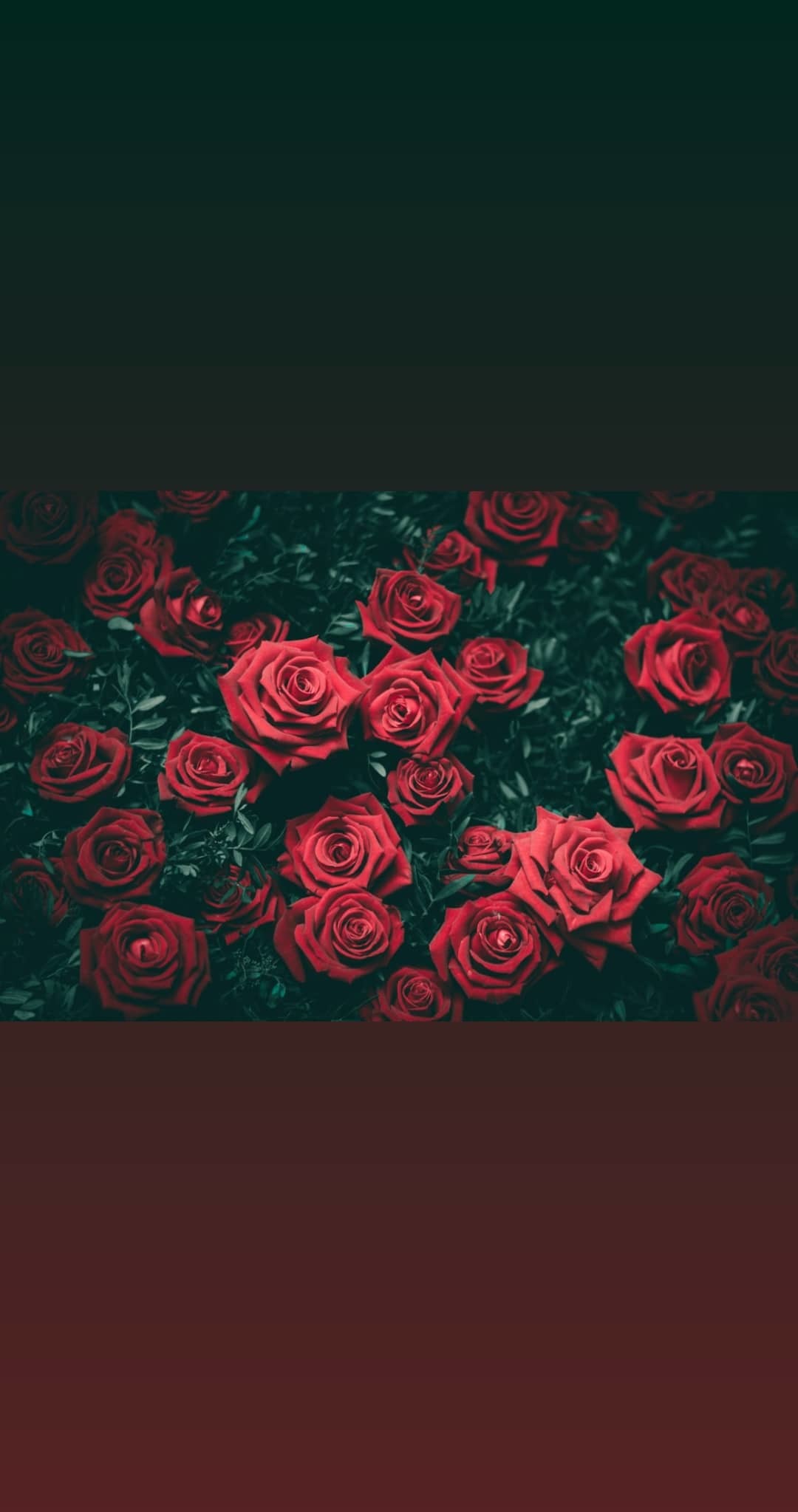 Shiloh Blaze profile banner