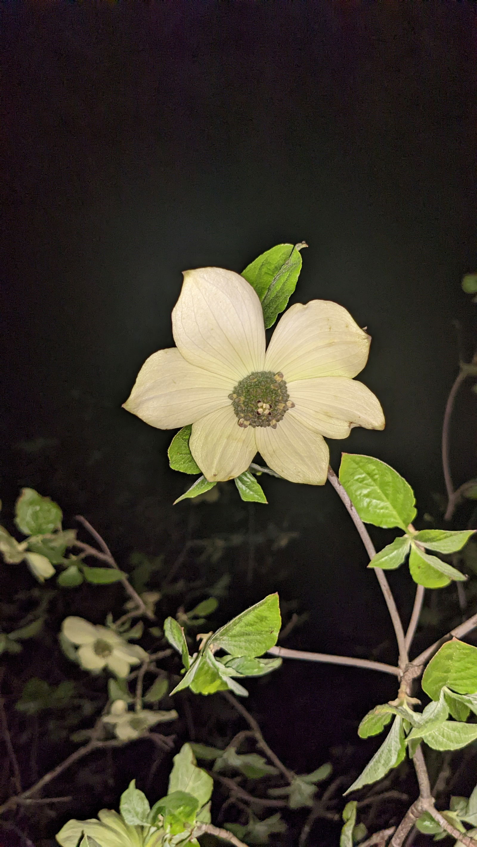 Flower profile banner