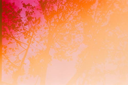 Alex LaRusso profile banner