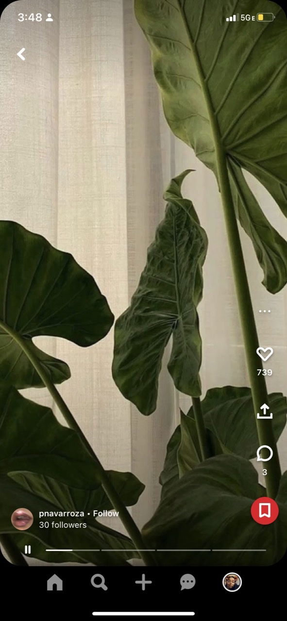 Goddess Indica Rose ππΉ profile banner