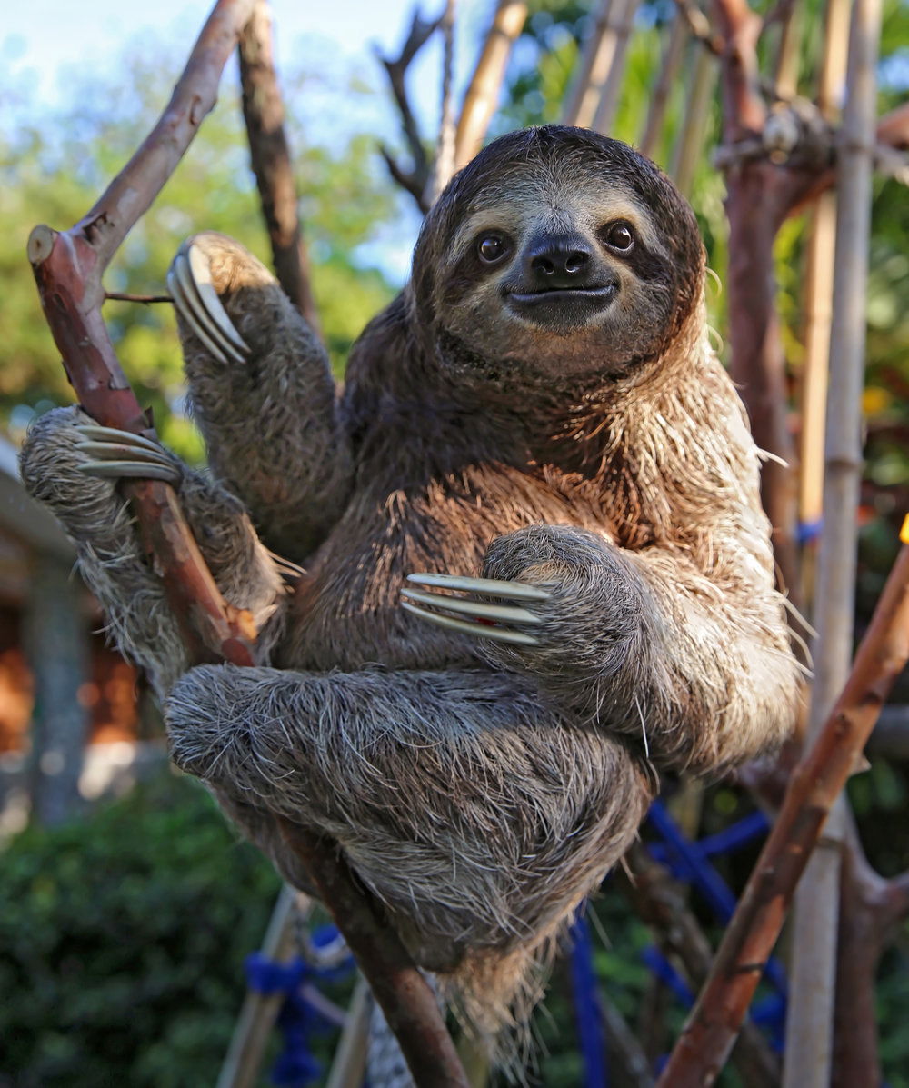 Sloth profile banner