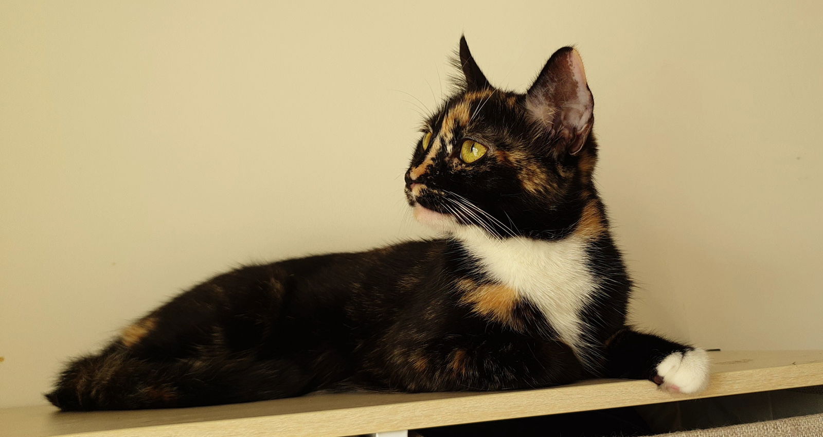 SmexyPussy profile banner