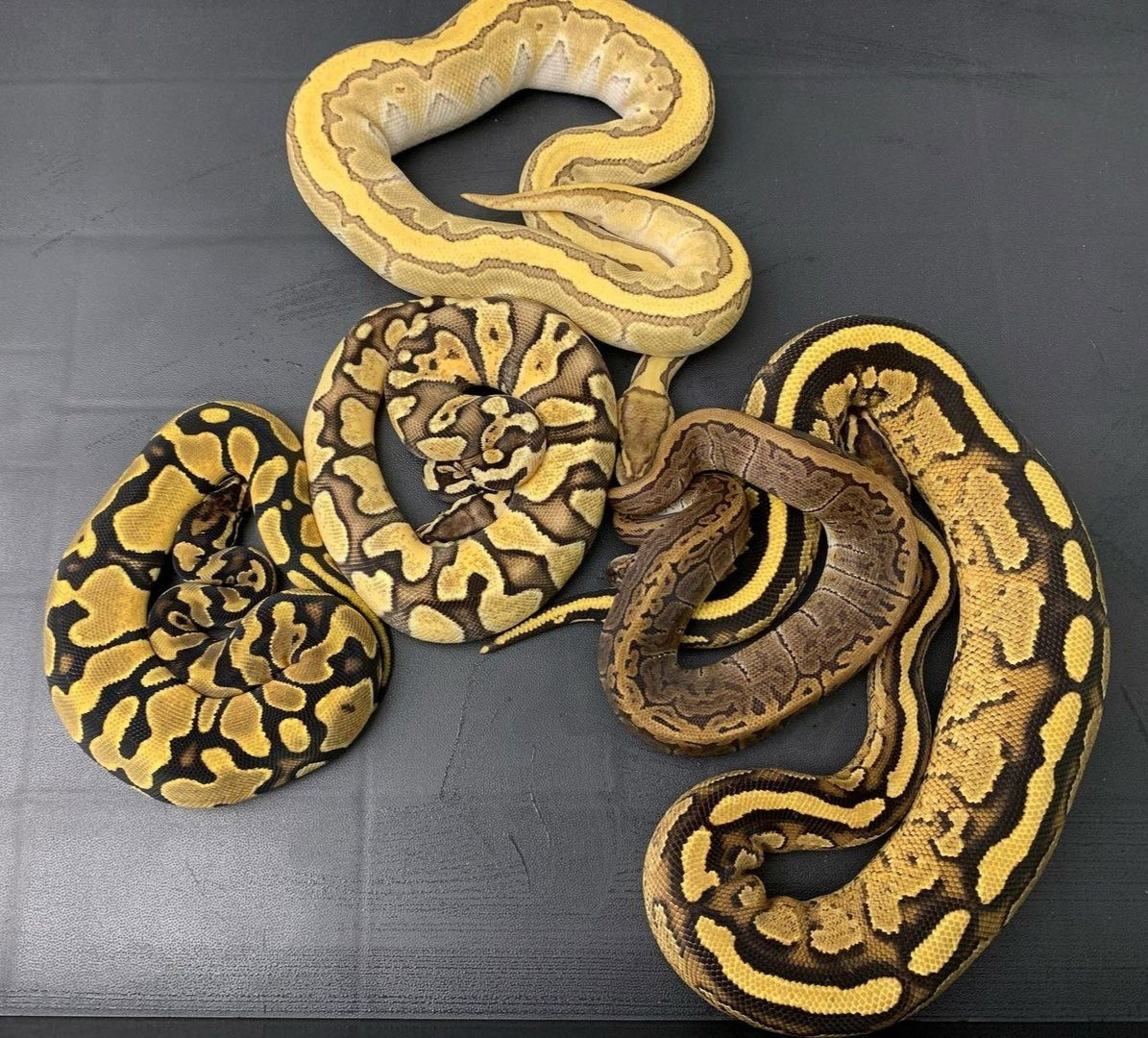 Snake Babe profile banner
