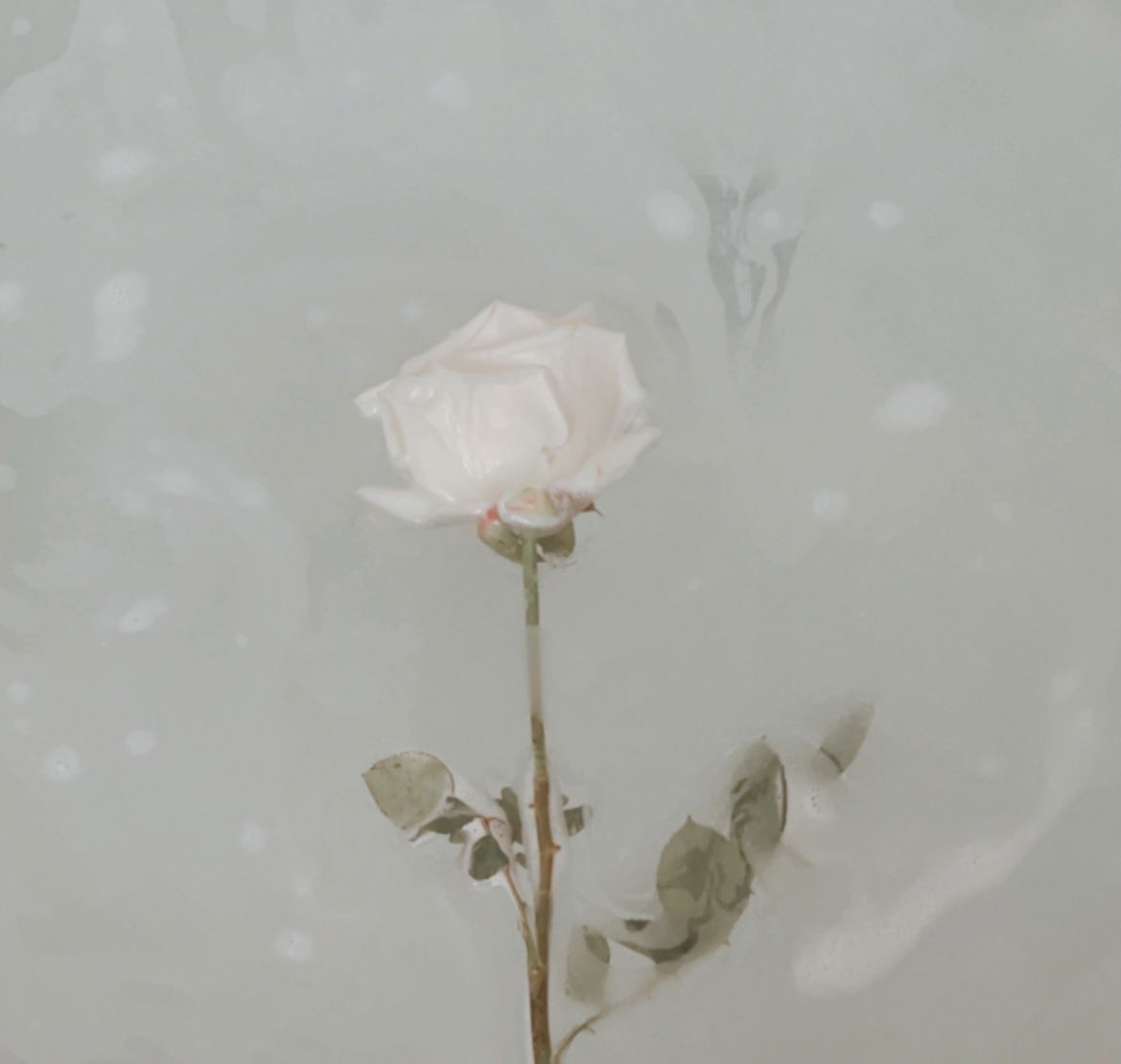 sofia de flores profile banner