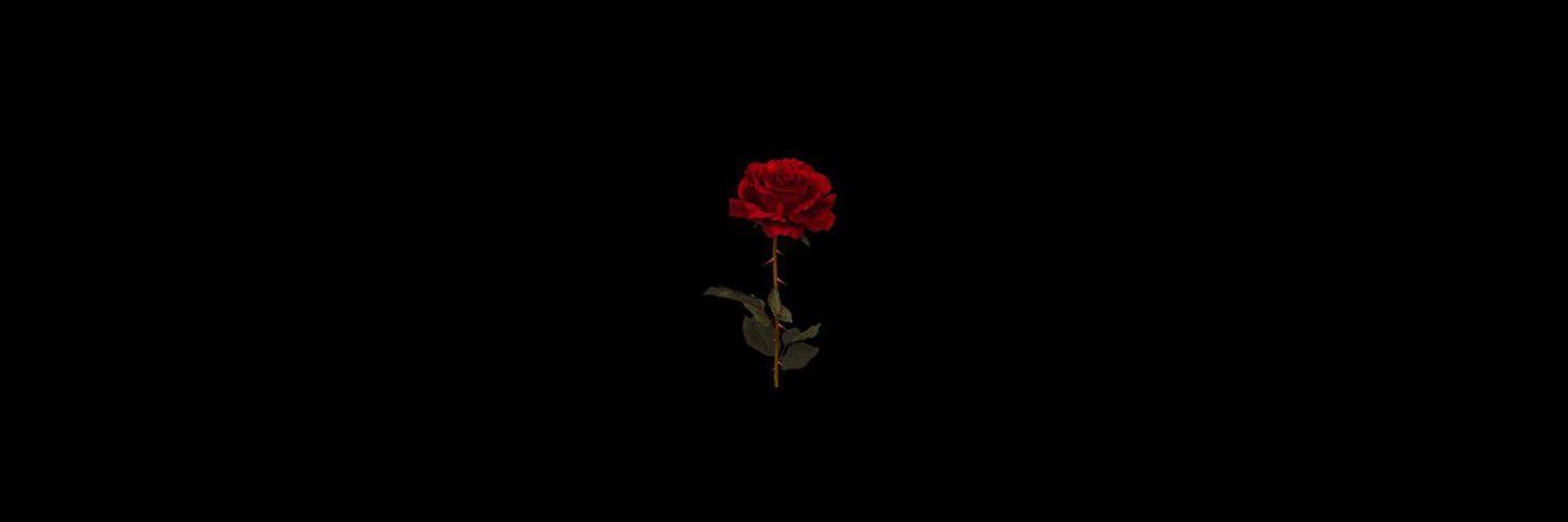 Stella Rose profile banner