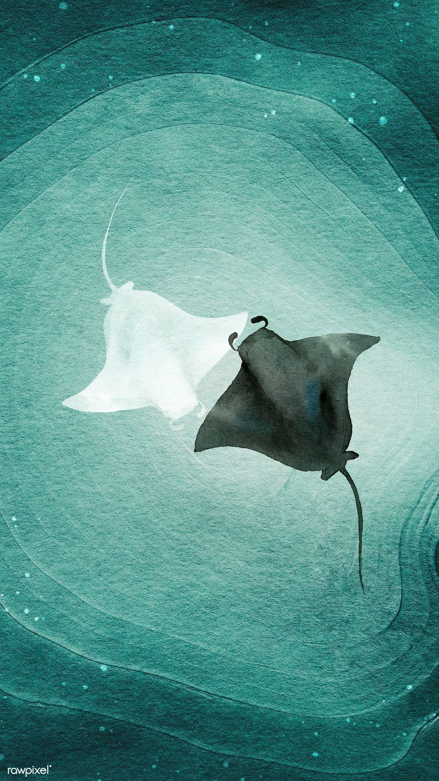 Stingray profile banner