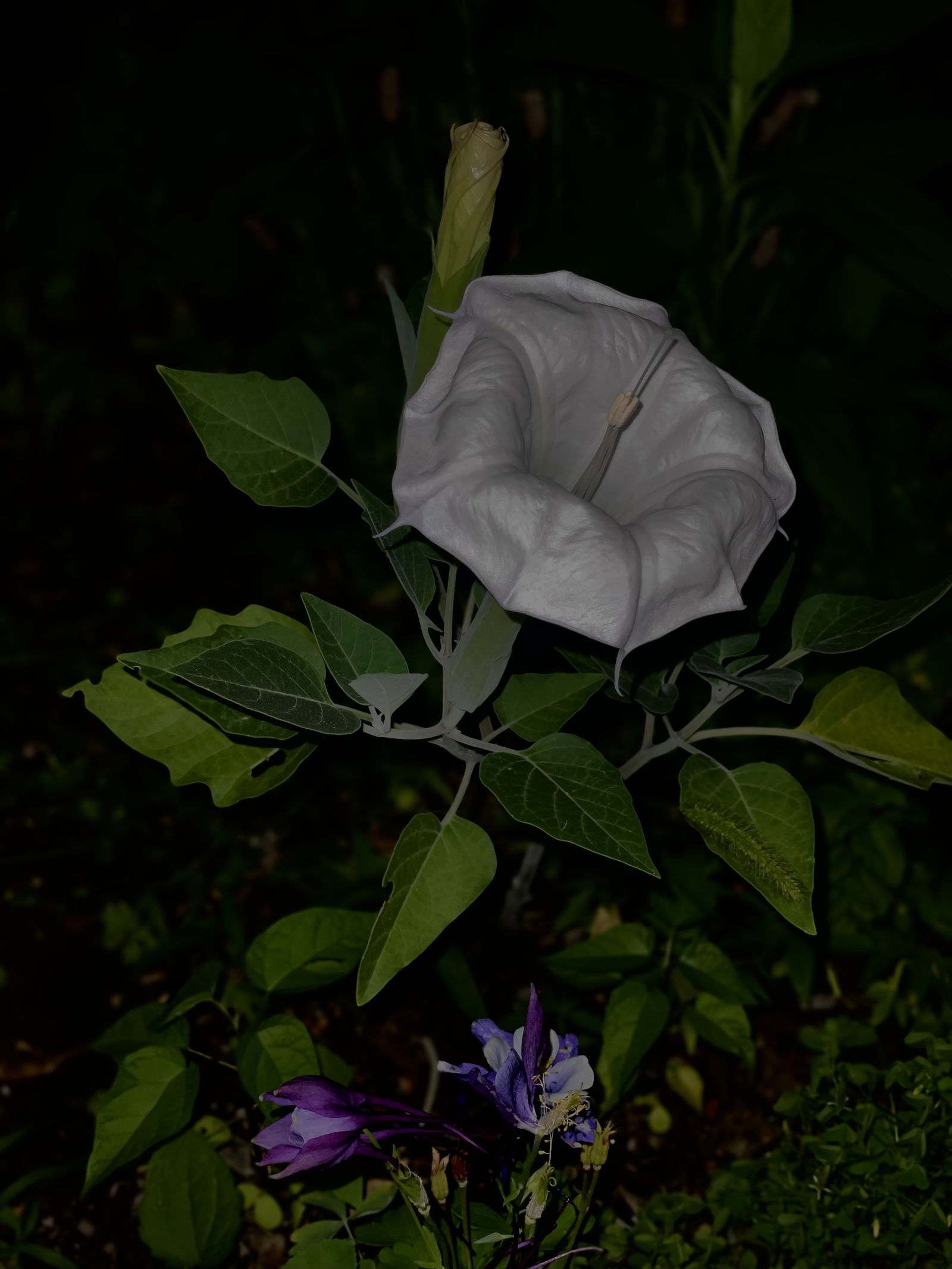 sukoshi_datura profile banner