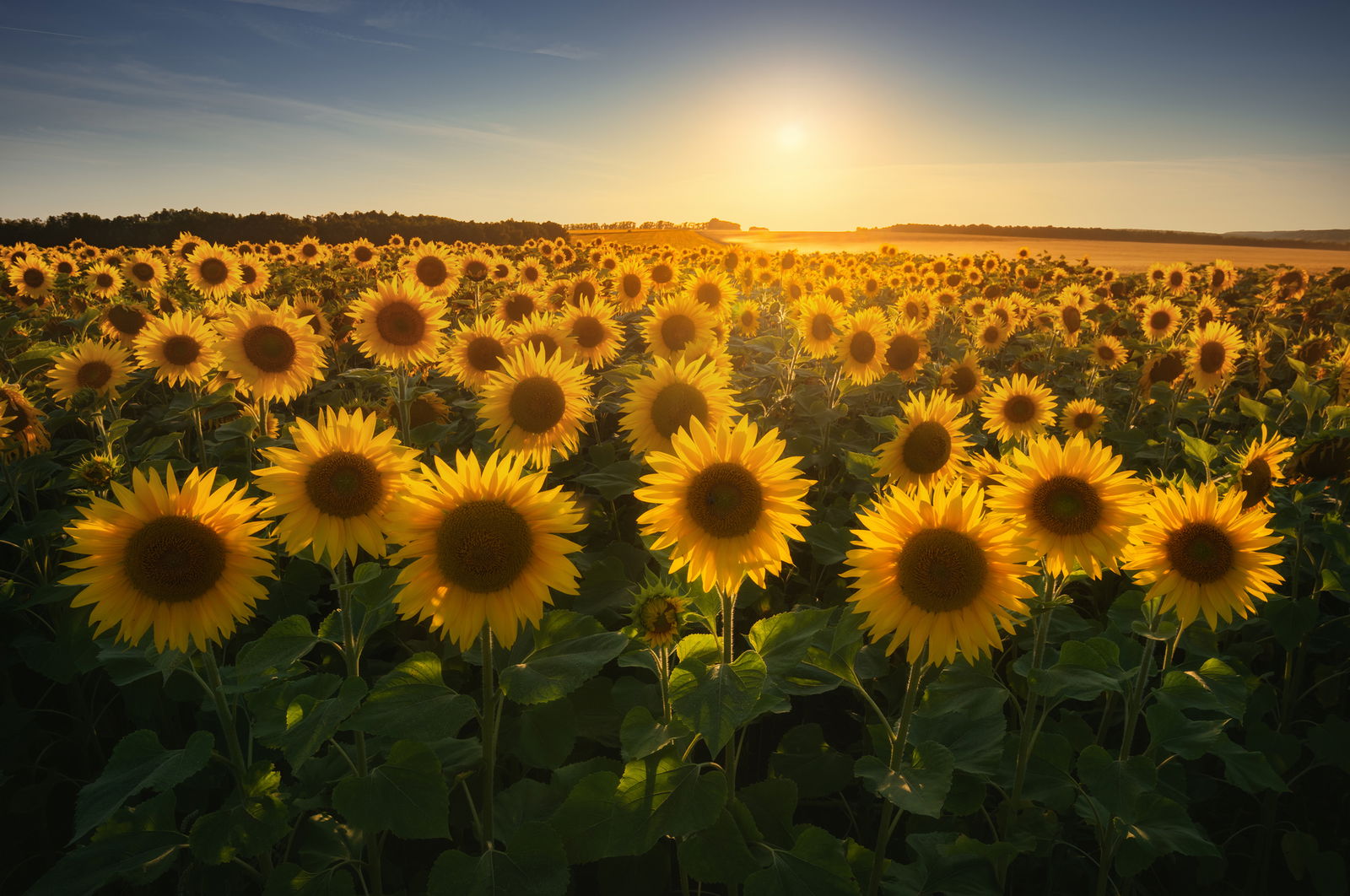 Sunflower🌻 profile banner