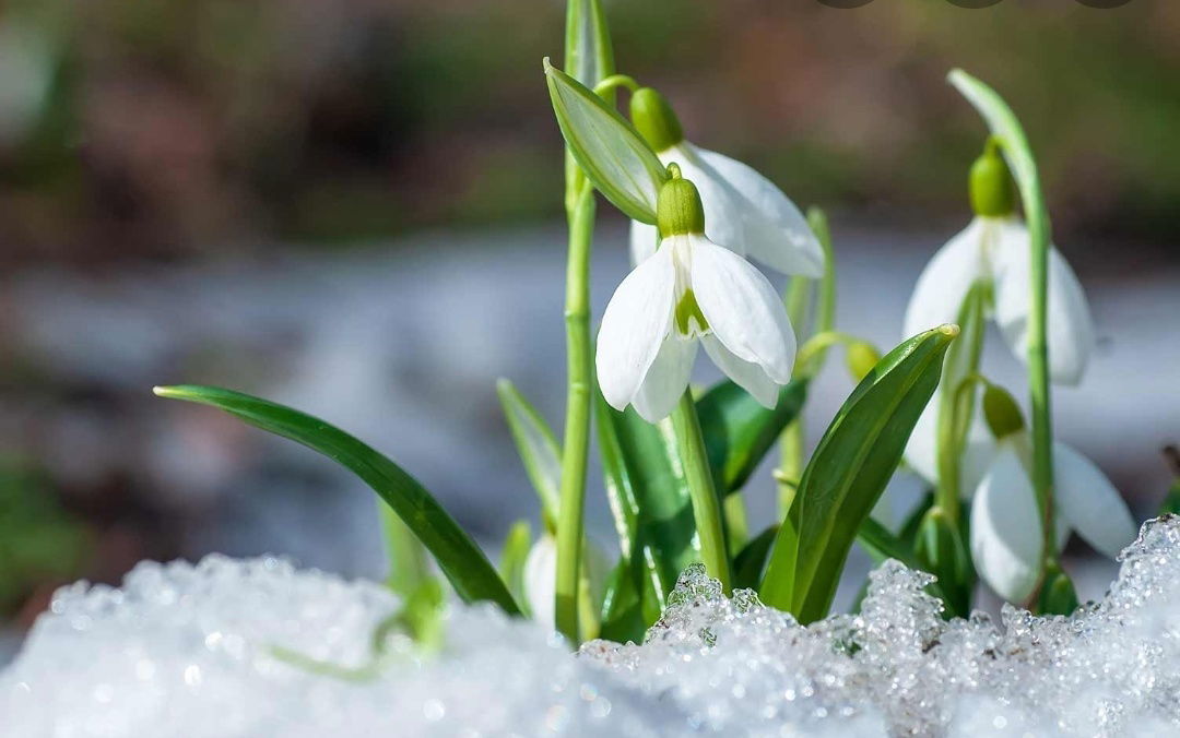 sweetgalanthus banner
