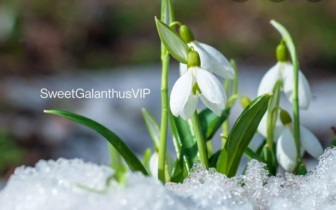 sweetgalanthusvip banner