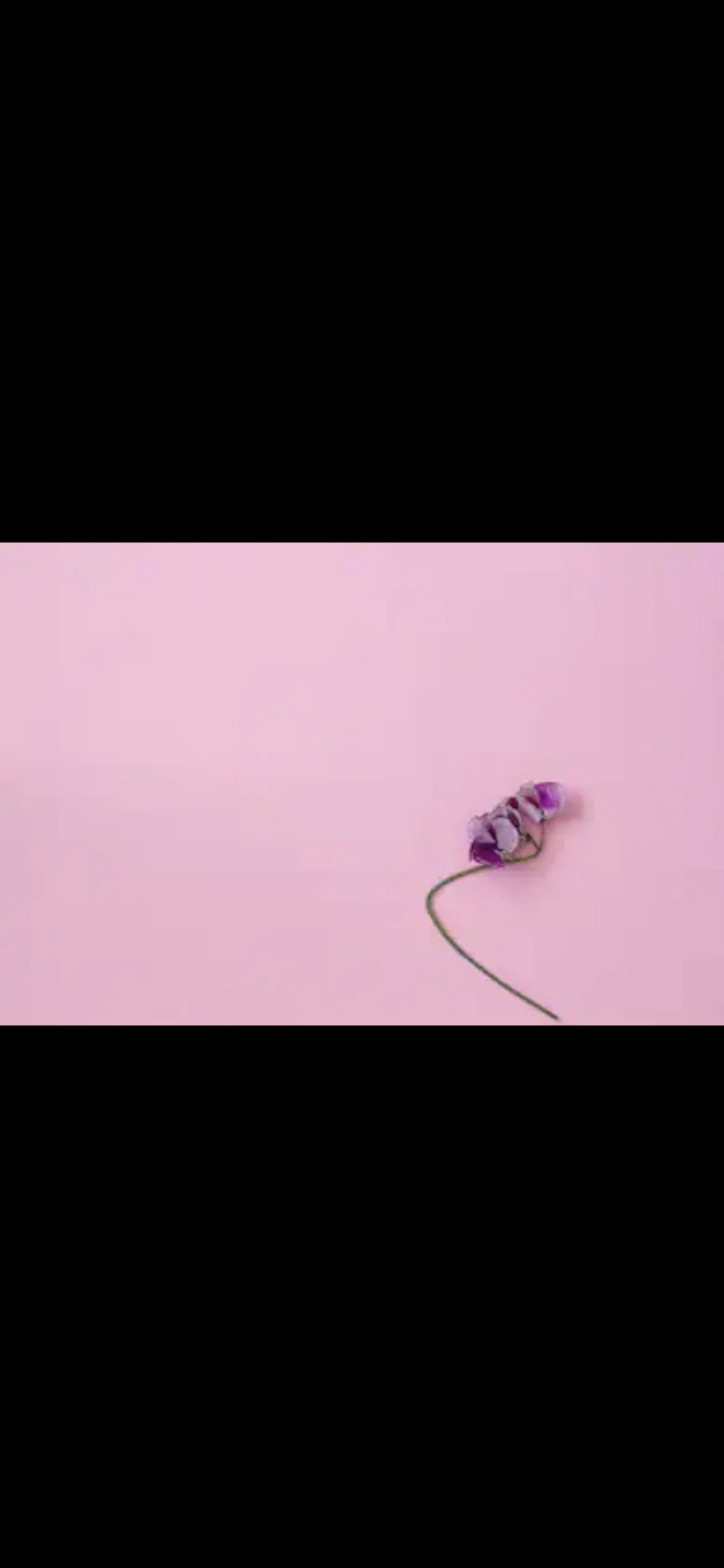 ✨Sweetpea ✨ profile banner