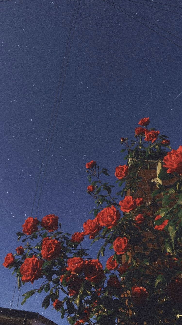 Talia G profile banner