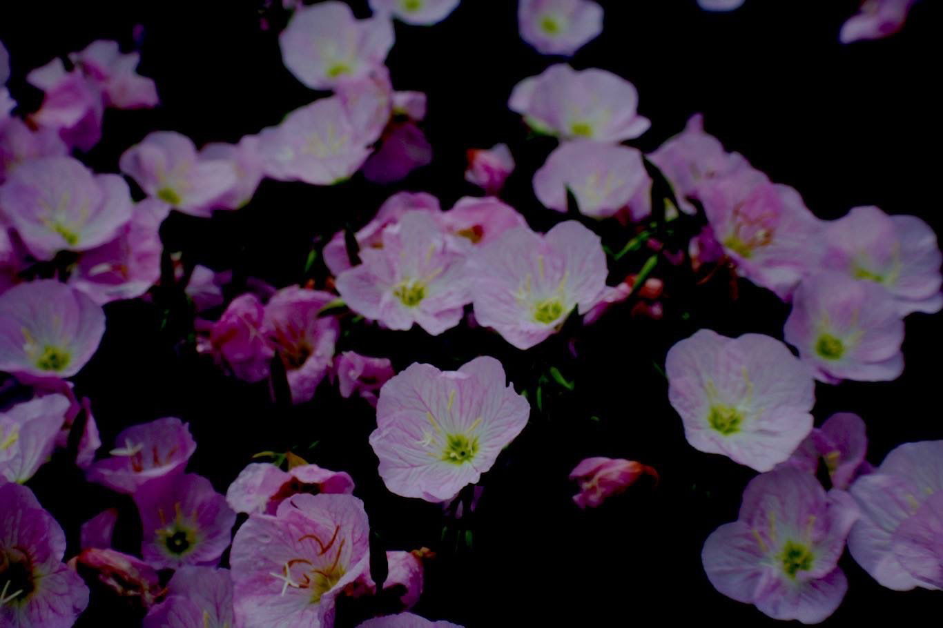 little coquette jewess profile banner