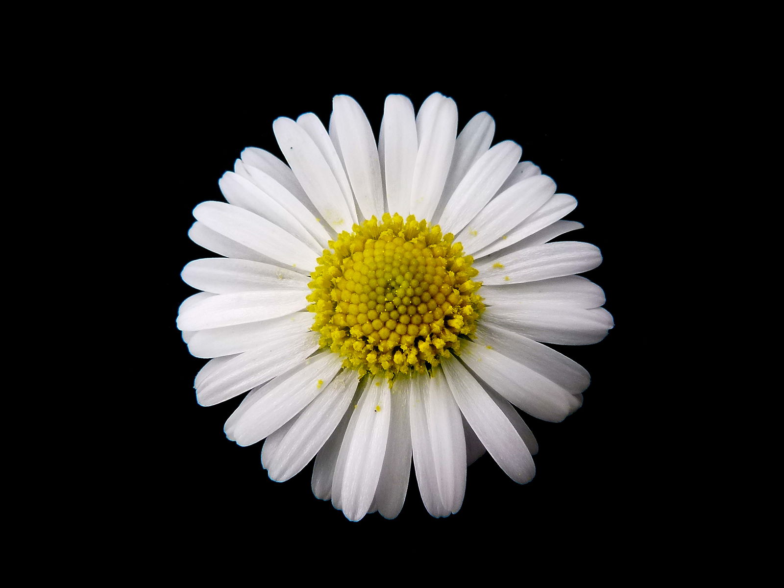 Daisy Duchess profile banner
