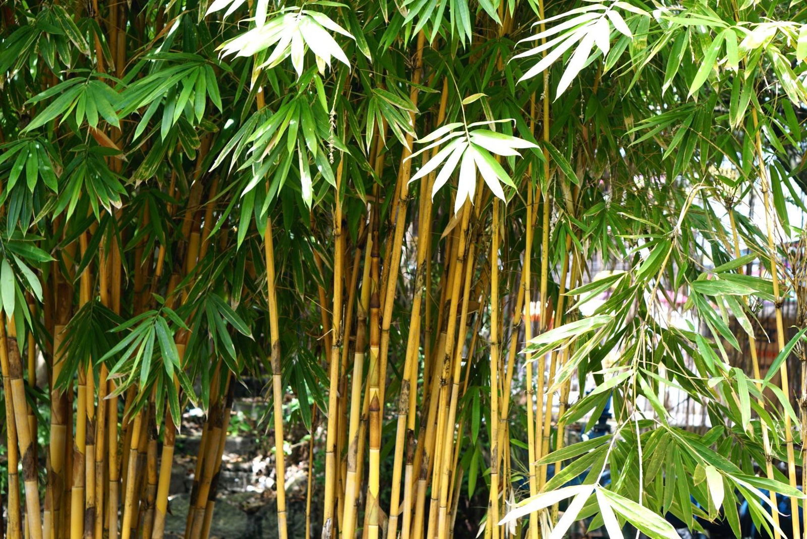 theephitpanda banner
