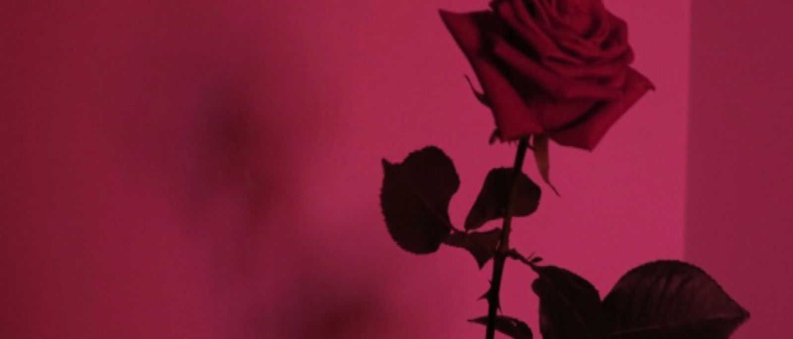 theloveshack profile banner