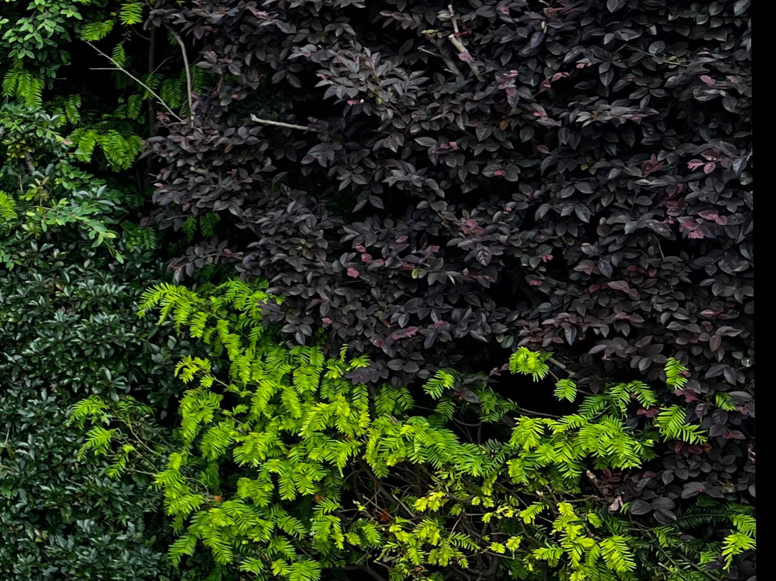 Hattie profile banner