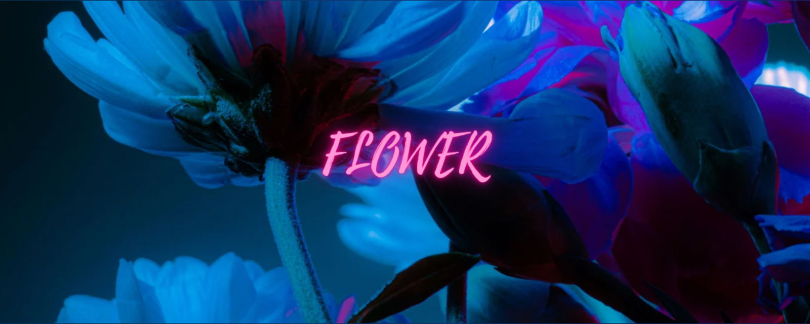 The Wild Flowerrr profile banner
