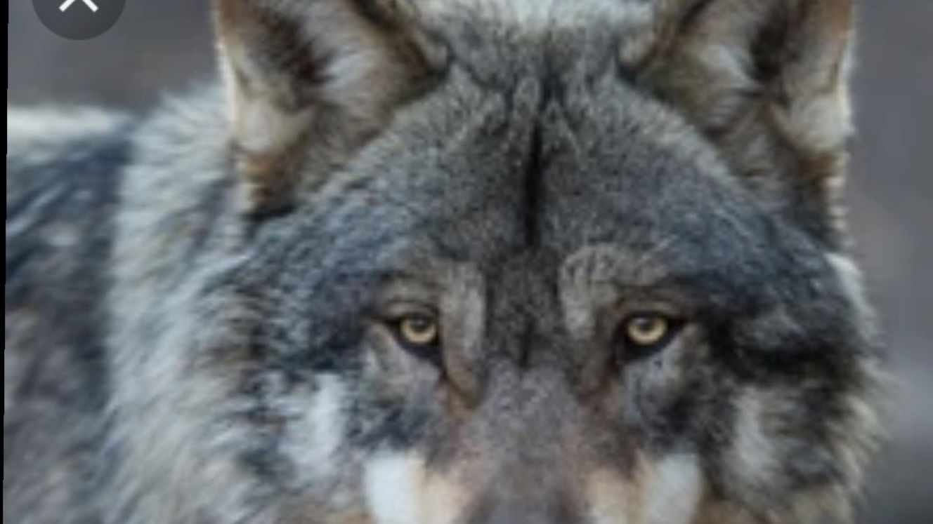 The Wolfman profile banner