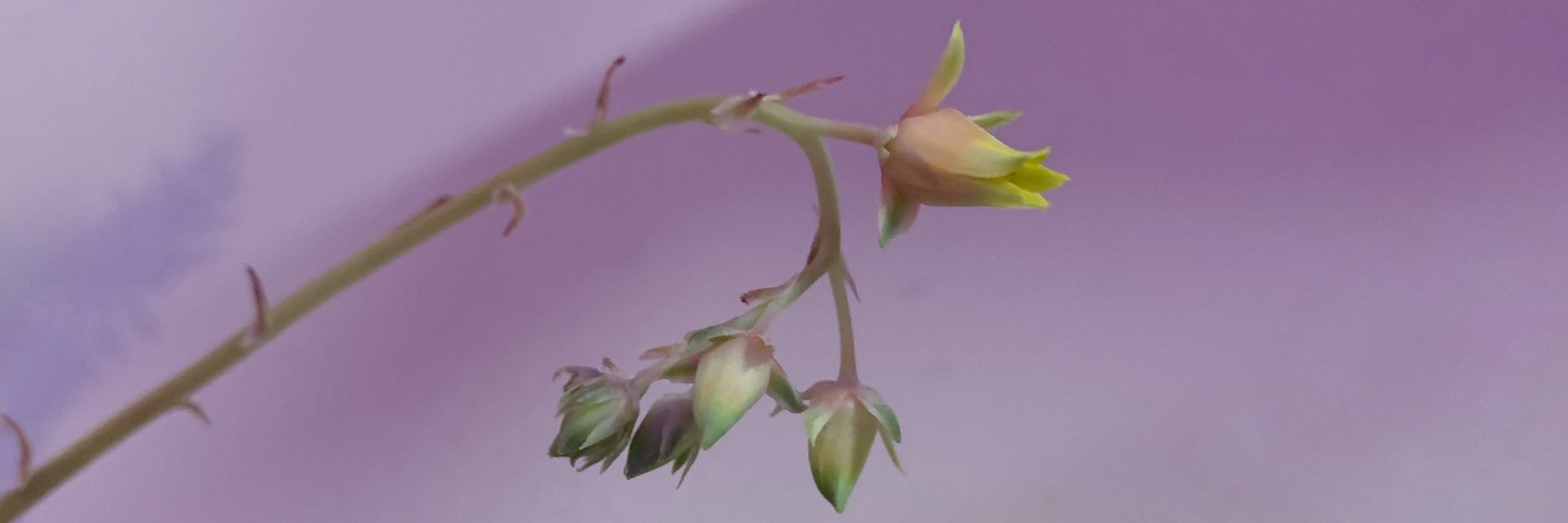 Thex (he/him) profile banner