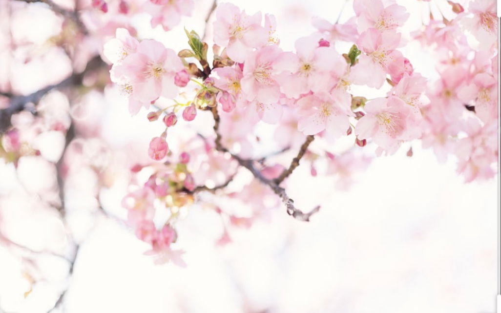 🌸 profile banner