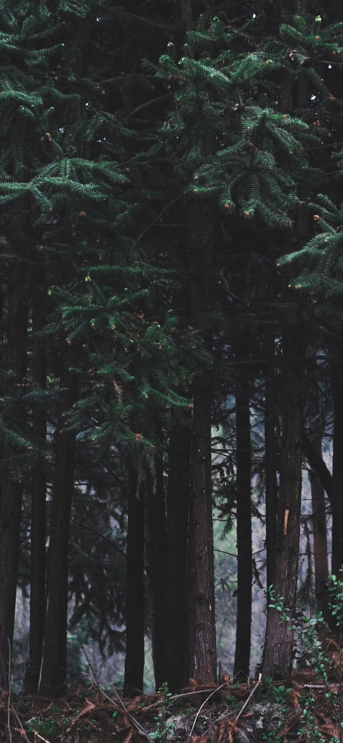 Anthony Ortelli profile banner