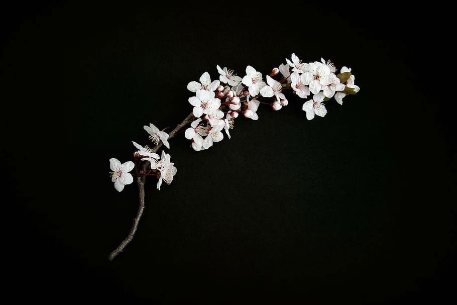 Cherry Blossom profile banner
